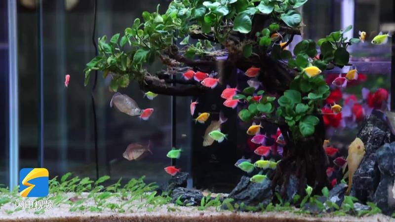 青州水族店【青州市各類(lèi)水族店綜合信息梳理】