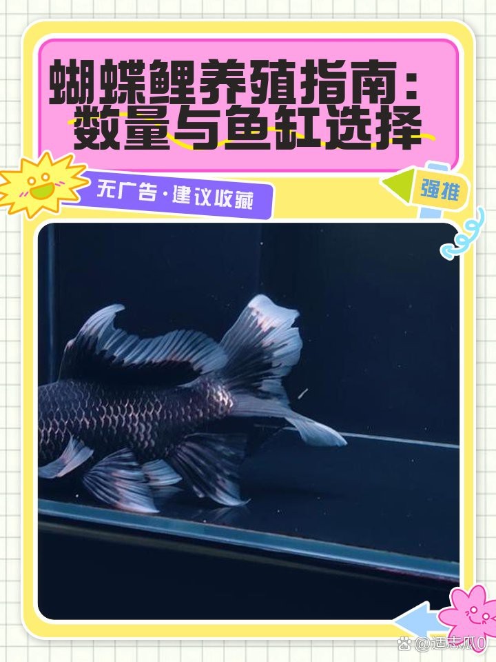 1米2的魚缸養30公分錦鯉合適【1.2米魚缸飼養30公分錦鯉的適宜性分析】