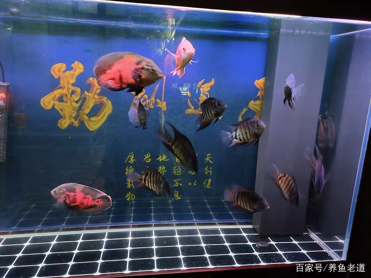 1米2的魚缸養30公分錦鯉合適【1.2米魚缸飼養30公分錦鯉的適宜性分析】