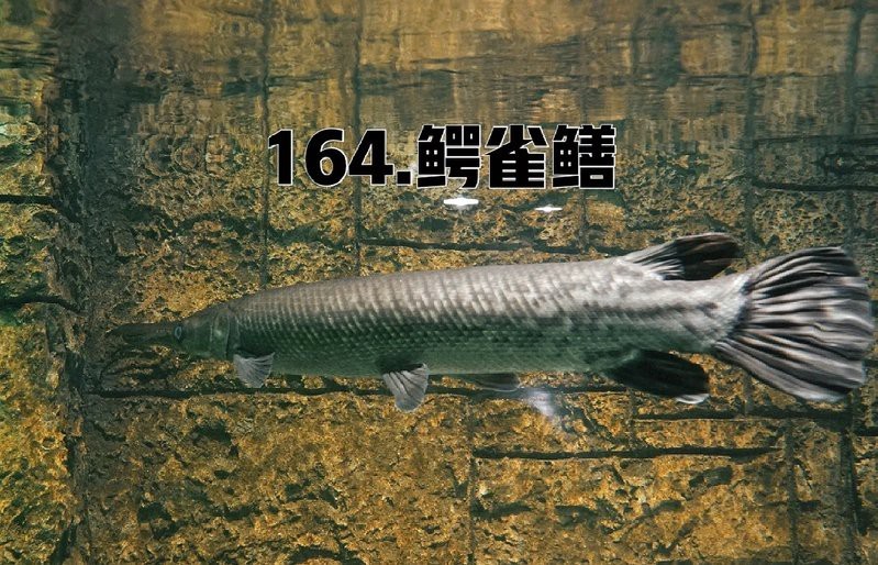 鱷雀鱔皮做成鎧甲【鱷雀鱔皮鎧甲的生物材料與生態(tài)防控+文化再生 鱷雀鱔皮做成鎧甲【鱷雀鱔皮鎧甲的生物材料與生態(tài)防控+文化再生\