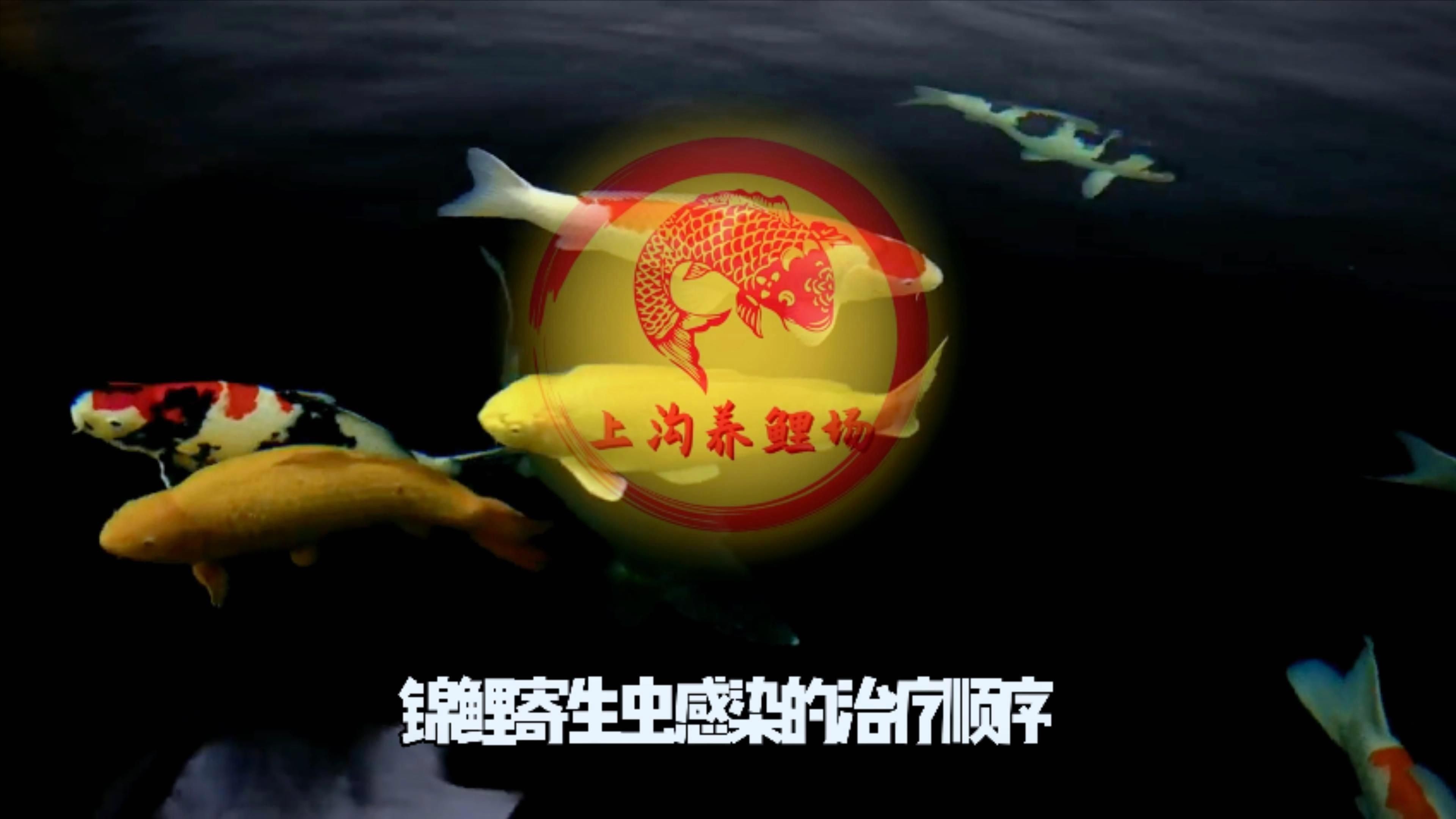 如何預防錦鯉寄生蟲感染？【如何預防錦鯉寄生蟲感染】