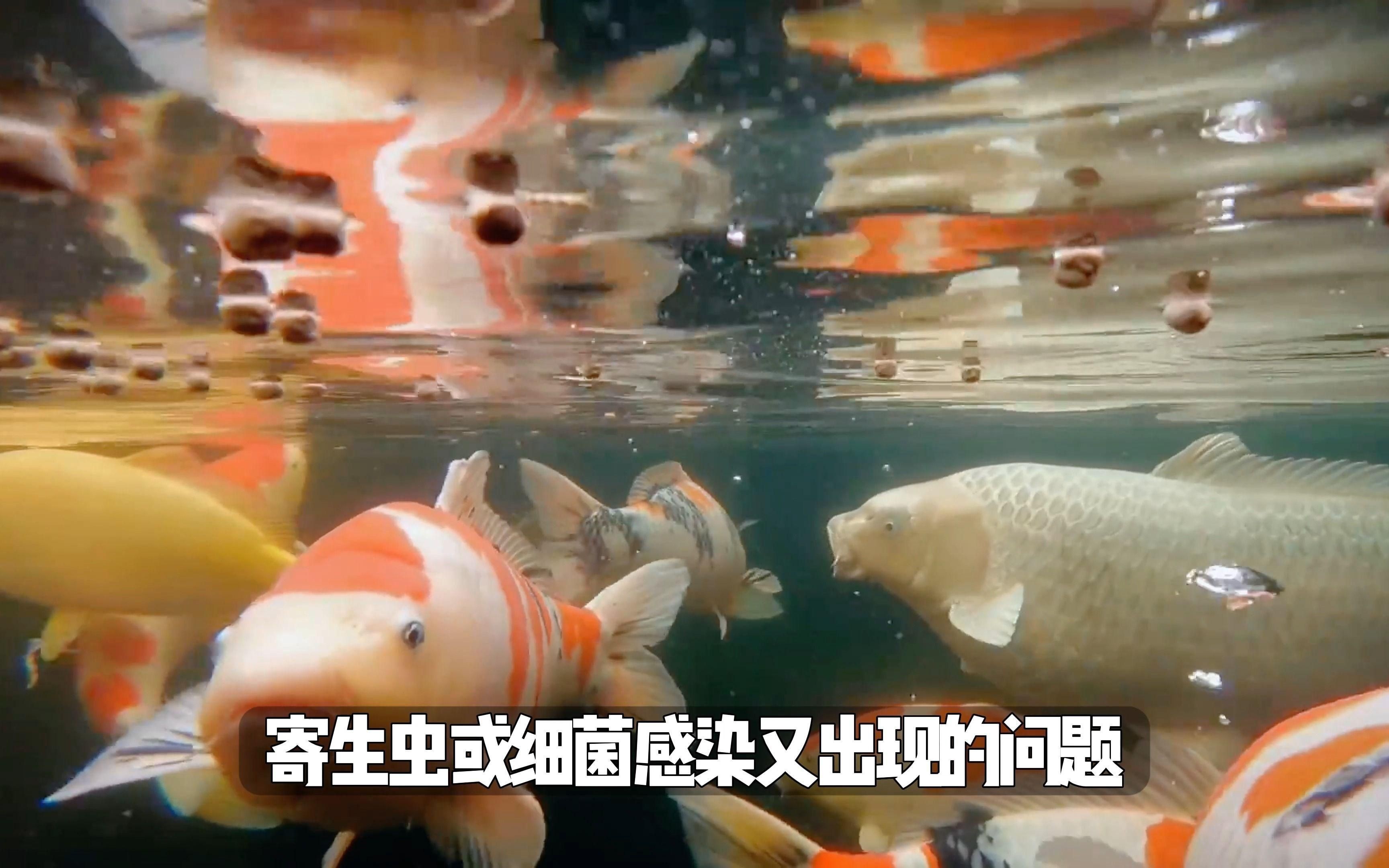如何預防錦鯉寄生蟲感染？【如何預防錦鯉寄生蟲感染】