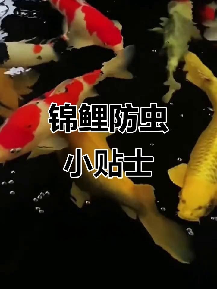 如何預防錦鯉寄生蟲感染？【如何預防錦鯉寄生蟲感染】