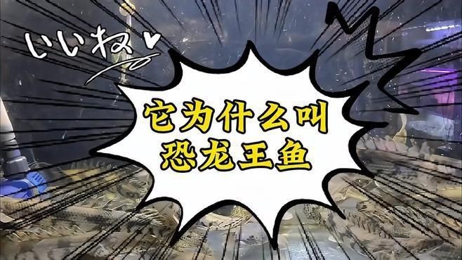 恐龍王魚大全【恐龍王魚是一類具有遠古血統的獨特觀賞魚】 龍魚百科 第1張 恐龍王魚大全【恐龍王魚是一類具有遠古血統的獨特觀賞魚】 恐龍王魚大全【恐龍王魚是一類具有遠古血統的獨特觀賞魚】 龍魚百科 第1張