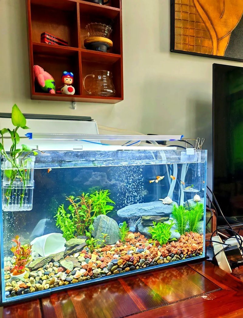 60缸養(yǎng)了200條孔雀魚【60厘米水族缸中飼養(yǎng)200條孔雀魚遠超常規(guī)飼養(yǎng)密度】