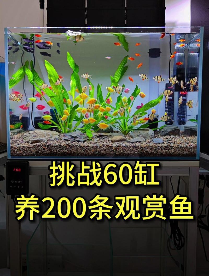 60缸養(yǎng)了200條孔雀魚【60厘米水族缸中飼養(yǎng)200條孔雀魚遠超常規(guī)飼養(yǎng)密度】
