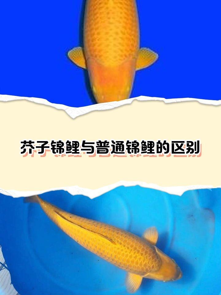 芥子鯉與普通錦鯉區別