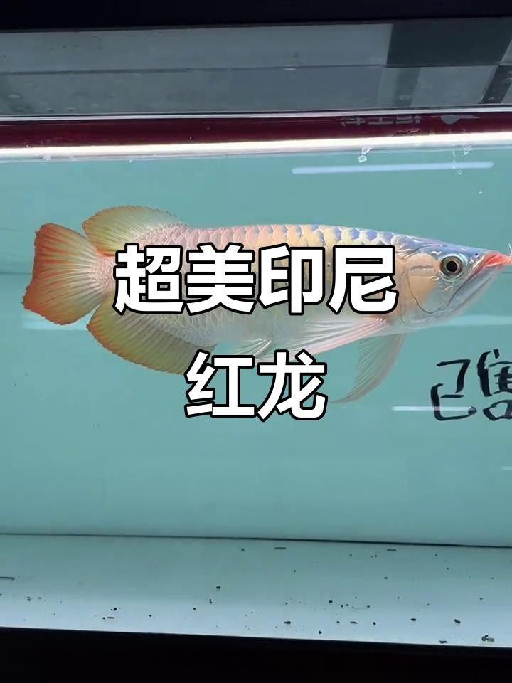 35厘米的紅龍魚多少錢【35厘米紅龍魚一般多少錢】