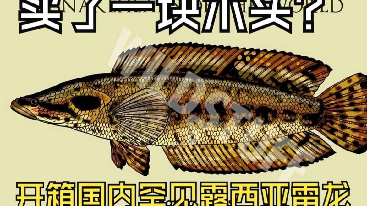 雷龍魚中哪個(gè)品種最稀有？【雷龍魚中最稀有的品種當(dāng)屬巴卡雷龍，其體長(zhǎng)可達(dá)60厘米】