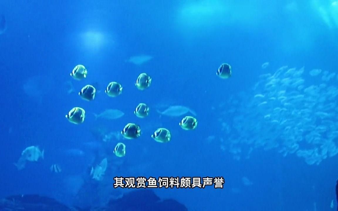 金魚飼料十大名牌【金魚飼料十大品牌排行榜】