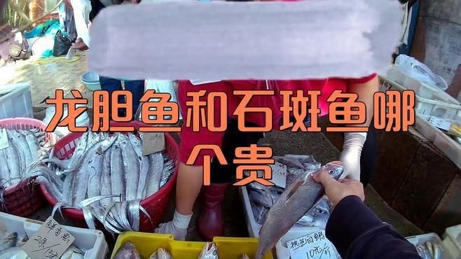 龍躉貴還是石斑魚貴【龍躉石斑多少錢一斤】