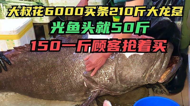 龍躉貴還是石斑魚貴【龍躉石斑多少錢一斤】