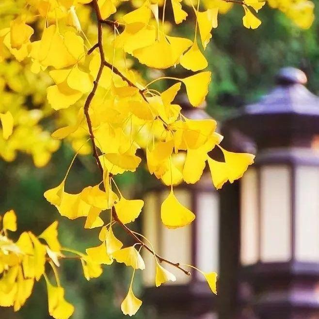 花 萬(wàn)家下一句【春風(fēng)拂過(guò)江南岸，玉蘭枝頭便綻放萬(wàn)家燈火】 花 萬(wàn)家下一句【春風(fēng)拂過(guò)江南岸，玉蘭枝頭便綻放萬(wàn)家燈火】 龍魚論壇 第4張