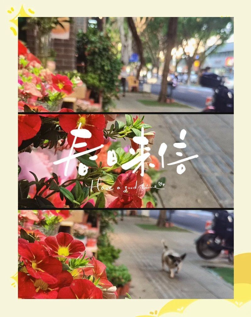 龍華花卉一條街在哪里【龍華公園路花卉一條街】 龍魚百科 第3張 龍華花卉一條街在哪里【龍華公園路花卉一條街】 龍華花卉一條街在哪里【龍華公園路花卉一條街】 龍魚百科 第3張