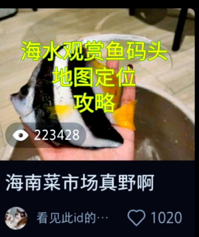 瓊海水族店【瓊海市水族店哪個性價比最高瓊海水族店哪個性價比最高】