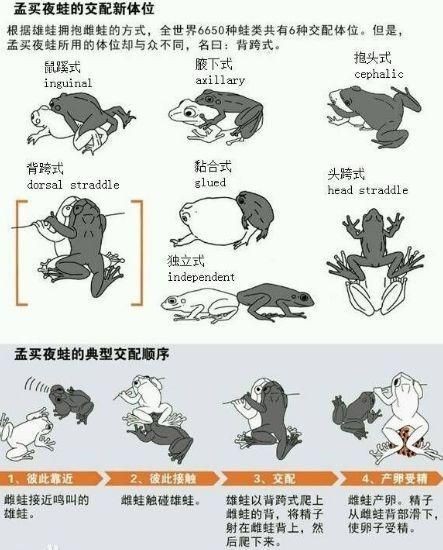 能否提供更詳細(xì)的交尾過程圖解？【動物交為呈現(xiàn)出驚人的多樣性】