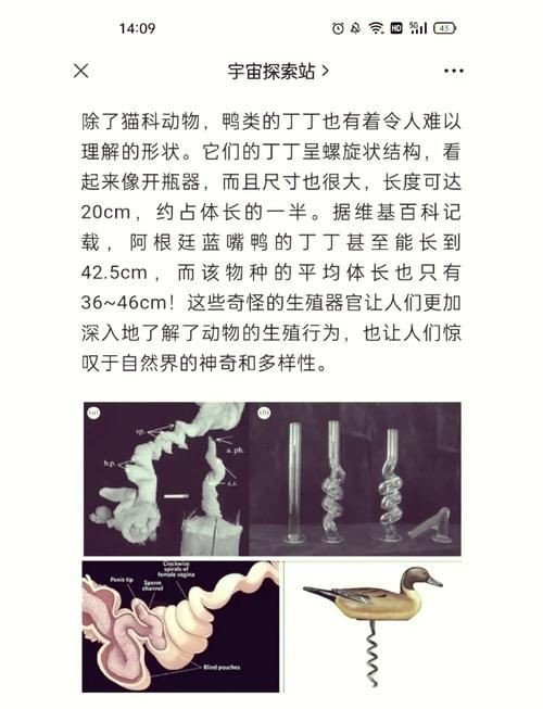 能否提供更詳細(xì)的交尾過程圖解？【動物交為呈現(xiàn)出驚人的多樣性】