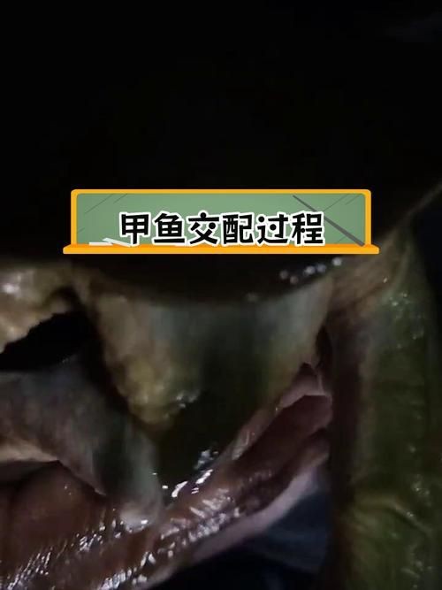能否提供更詳細(xì)的交尾過程圖解？【動物交為呈現(xiàn)出驚人的多樣性】