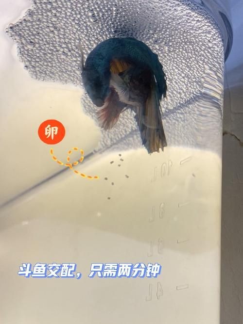 能否提供更詳細(xì)的交尾過程圖解？【動物交為呈現(xiàn)出驚人的多樣性】