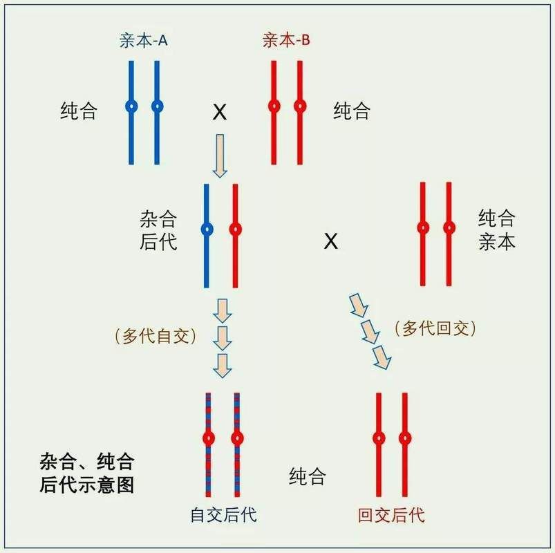 能否提供更詳細(xì)的交尾過程圖解？【動物交為呈現(xiàn)出驚人的多樣性】