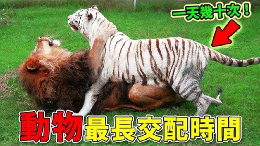 能否提供更詳細(xì)的交尾過程圖解？【動物交為呈現(xiàn)出驚人的多樣性】