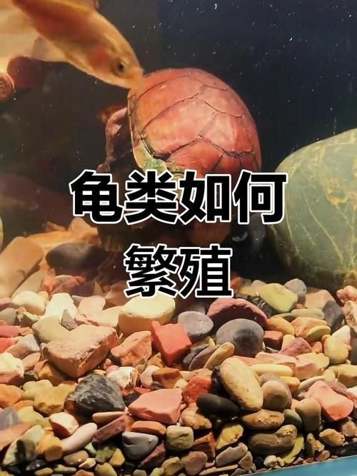 能否提供更詳細(xì)的交尾過程圖解？【動物交為呈現(xiàn)出驚人的多樣性】