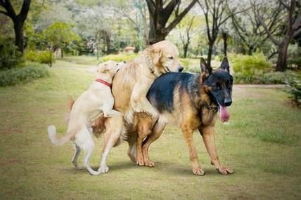 能否提供更詳細(xì)的交尾過程圖解？【動物交為呈現(xiàn)出驚人的多樣性】