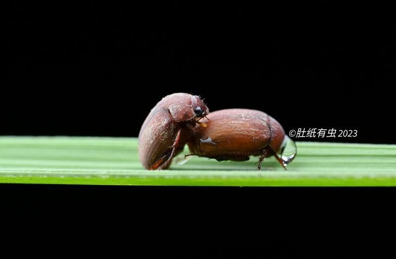 能否提供更詳細(xì)的交尾過程圖解？【動物交為呈現(xiàn)出驚人的多樣性】