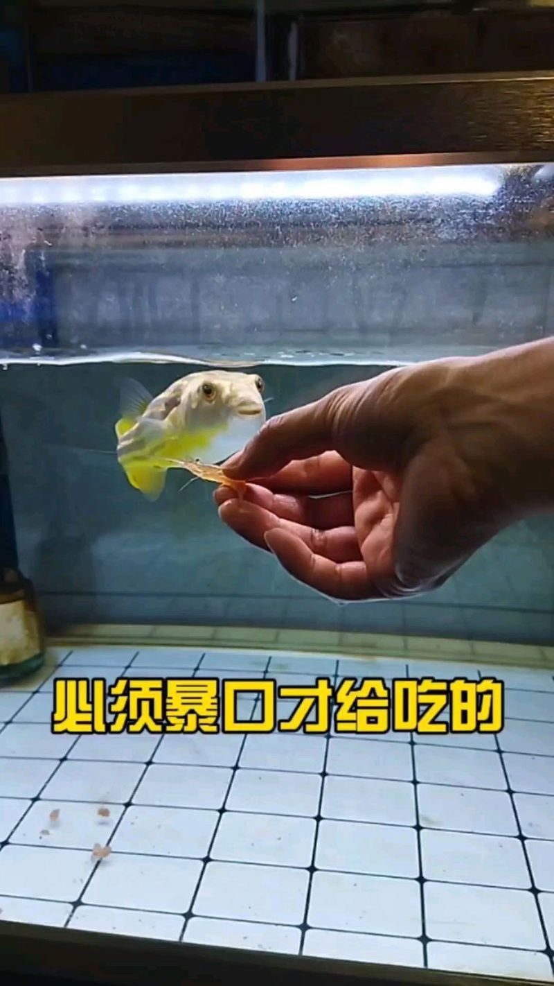 狗頭魚兇猛程度排行【關于狗頭魚（淡水河豚）兇猛程度的綜合分析及飼養建議】 狗頭魚兇猛程度排行【關于狗頭魚（淡水河豚）兇猛程度的綜合分析及飼養建議】 龍魚論壇 第11張