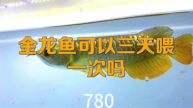 金龍魚多久喂一次最好【金龍魚一天喂幾次】