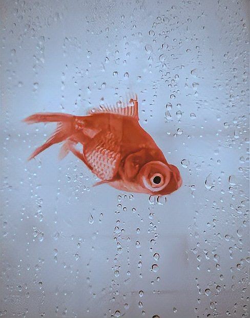 回收魚缸【回收魚缸賺錢么揭秘二手魚缸市場的盈利秘密】