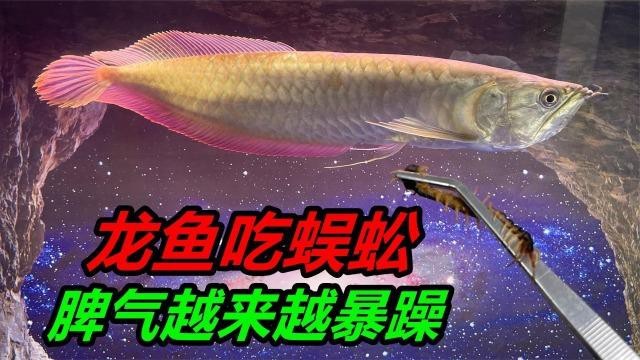 龍魚吃蜈蚣有哪些潛在風險？【智能模式回答完成調用工具：龍魚喂食蜈蚣可能促進發色】