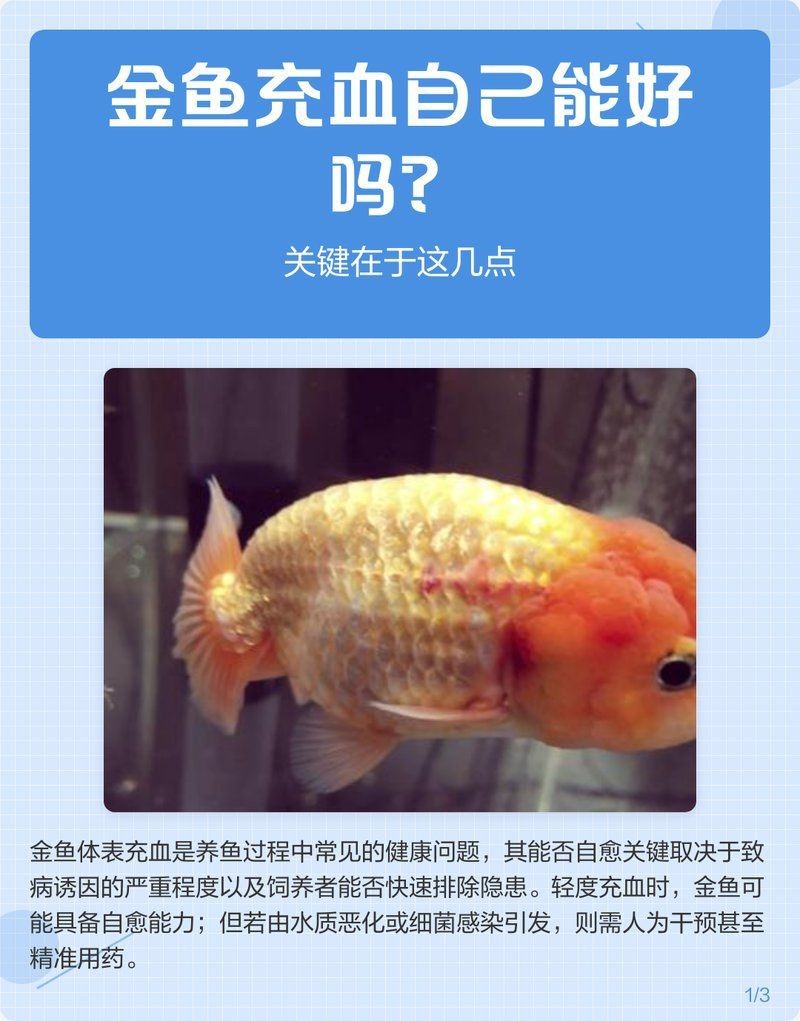 魚充血后多久會自愈【如何預防魚充血的發生】