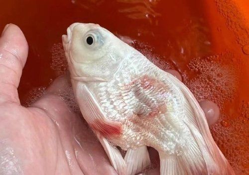 魚充血后多久會自愈【如何預防魚充血的發生】