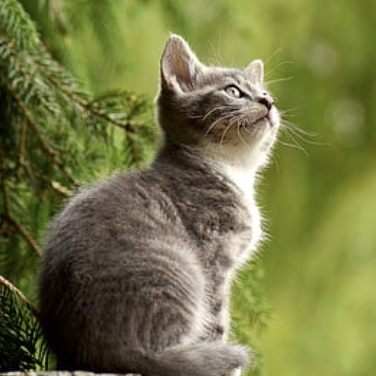 觀魚的禪意【《魚游心靜18句治愈系觀魚文案.@筋溪0x的動態(tài)】