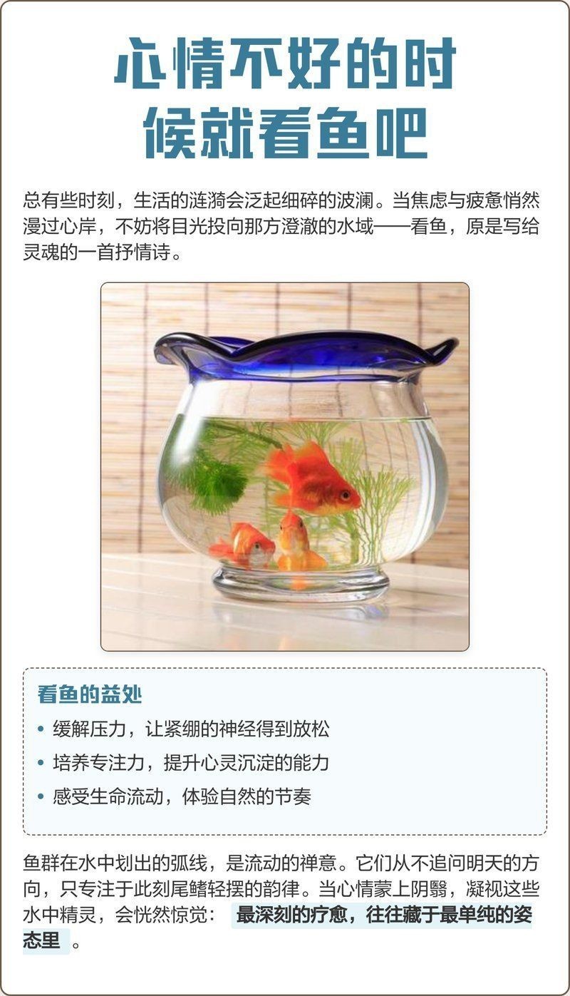 觀魚的禪意【《魚游心靜18句治愈系觀魚文案.@筋溪0x的動態(tài)】