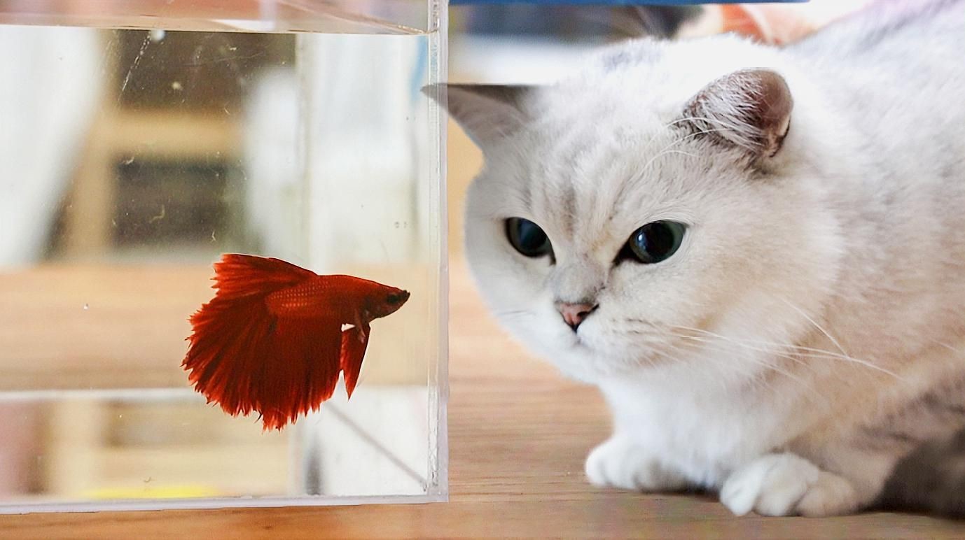如何科學管理貓與魚的共處？【新手學養魚之夏季高溫注意事項篇】