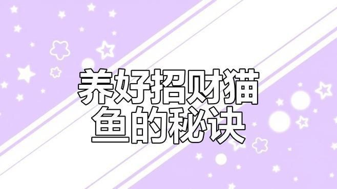 如何科學管理貓與魚的共處？【新手學養魚之夏季高溫注意事項篇】