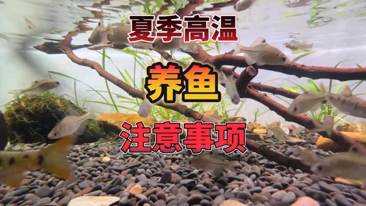 如何科學管理貓與魚的共處？【新手學養魚之夏季高溫注意事項篇】