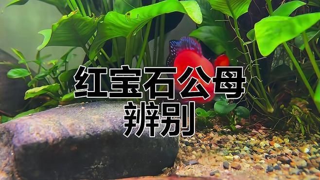 紅寶石魚雌雄怎么分辨【托爾卡納紅寶石公母區分技巧教你如何分辨全民小視頻】