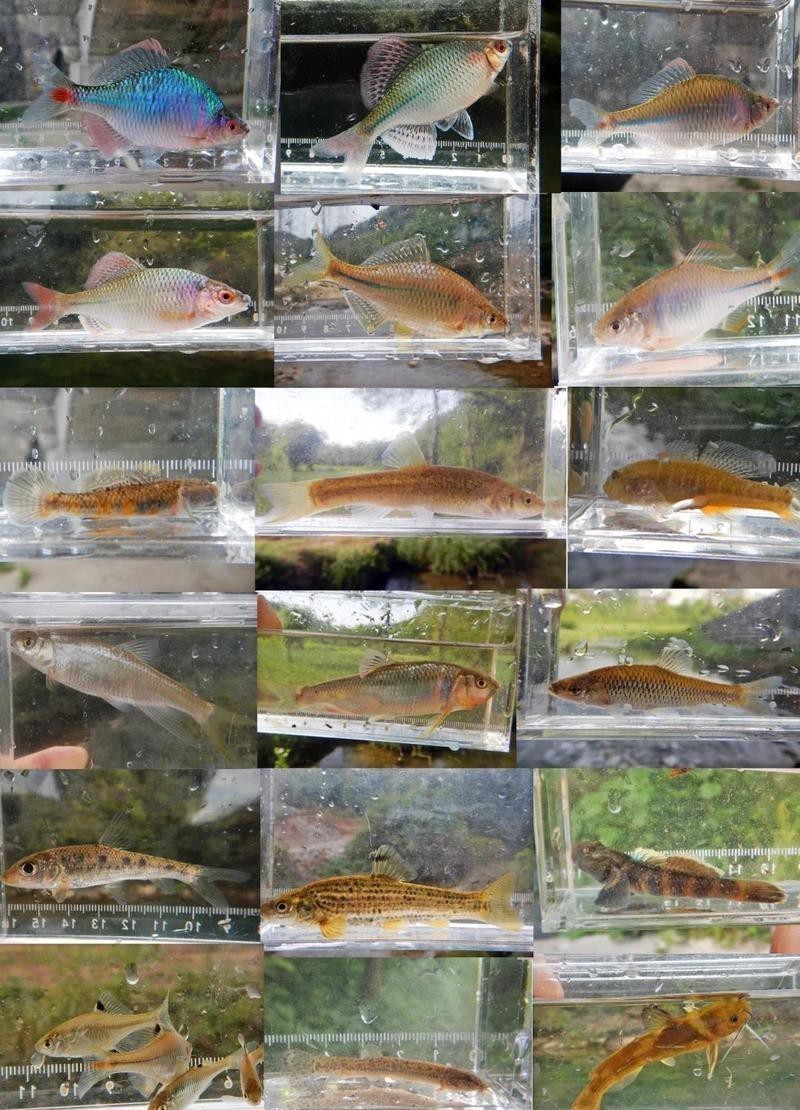 十大常見溪流魚【溪流中的\
