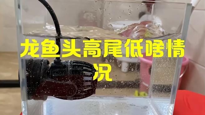 龍魚浮頭沉尾的癥狀有哪些【龍魚浮頭沉尾怎么回事】