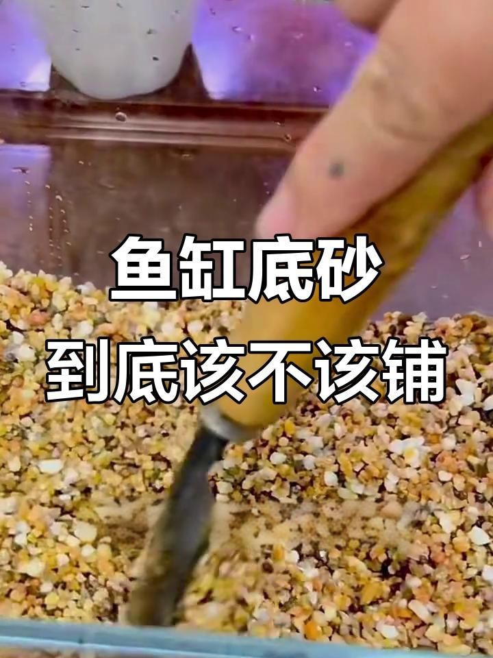 迷你鸚鵡裸缸還是鋪底砂【迷你鸚鵡魚養殖時，應該選擇裸缸還是鋪底砂】