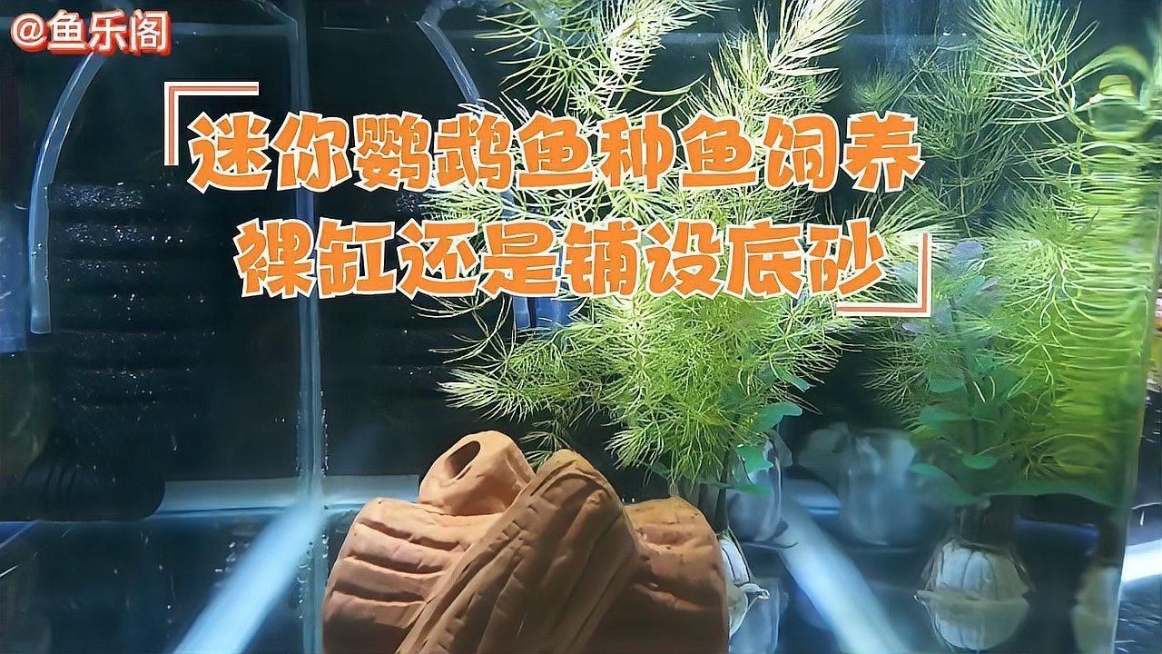 迷你鸚鵡裸缸還是鋪底砂【迷你鸚鵡魚養殖時，應該選擇裸缸還是鋪底砂】