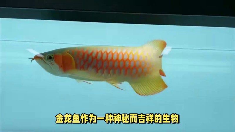 過(guò)背金龍魚(yú)寓意【過(guò)背金龍魚(yú)的寓意】