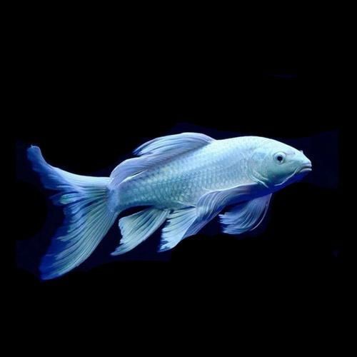 蝴蝶鯉照片【東莞市觀賞魚(yú)協(xié)會(huì):蝴蝶鯉和白金龍鳳鯉】