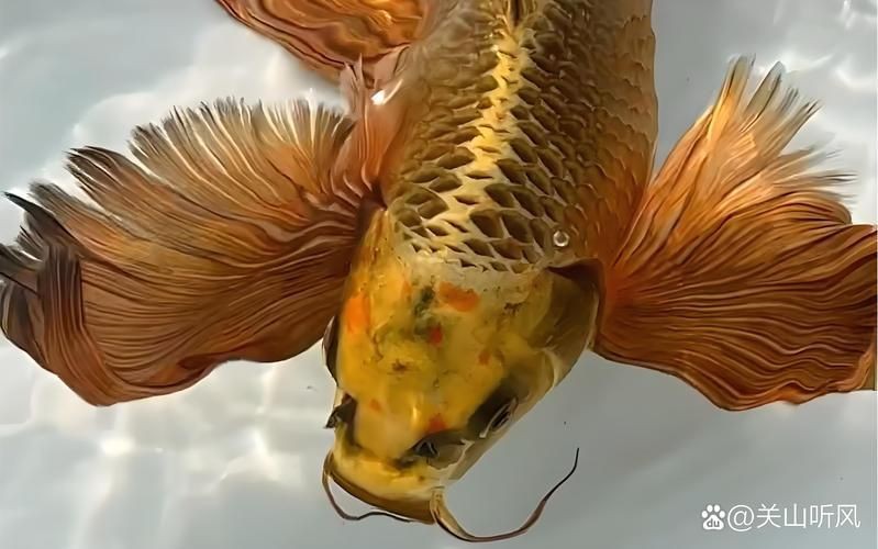 蝴蝶鯉照片【東莞市觀賞魚(yú)協(xié)會(huì):蝴蝶鯉和白金龍鳳鯉】