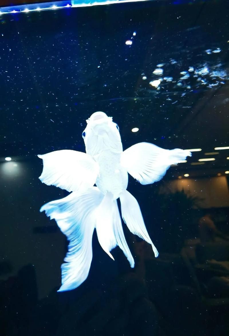 蝴蝶鯉照片【東莞市觀賞魚(yú)協(xié)會(huì):蝴蝶鯉和白金龍鳳鯉】