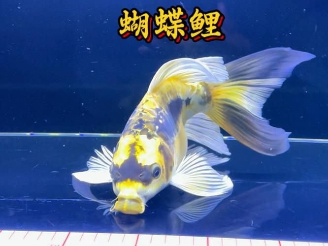 蝴蝶鯉照片【東莞市觀賞魚(yú)協(xié)會(huì):蝴蝶鯉和白金龍鳳鯉】