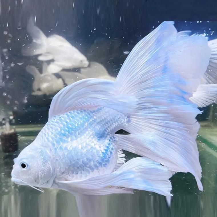 蝴蝶鯉照片【東莞市觀賞魚(yú)協(xié)會(huì):蝴蝶鯉和白金龍鳳鯉】